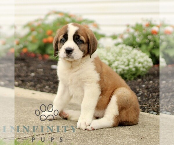 Medium Photo #3 Saint Bernard Puppy For Sale in MARIETTA, PA, USA