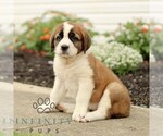 Small #2 Saint Bernard