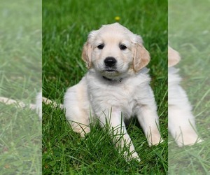 Golden Retriever Puppy for sale in OTTUMWA, IA, USA