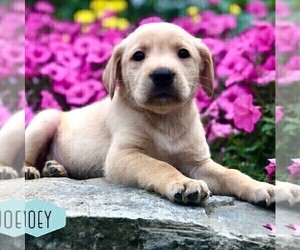 Golden Labrador Puppy for sale in DRY RUN, PA, USA