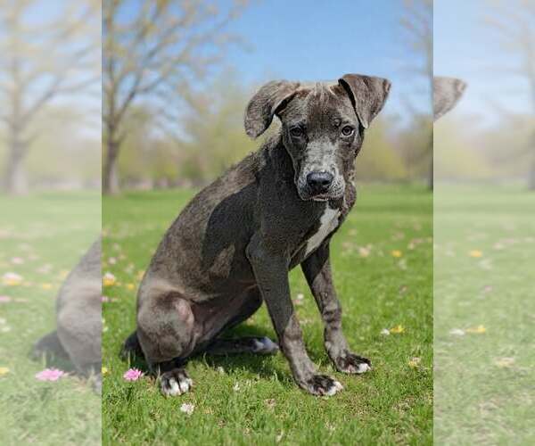 Medium Photo #5 Blue Lacy-Unknown Mix Puppy For Sale in Talladega, AL, USA