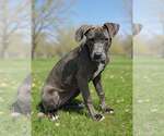 Small #4 Blue Lacy Mix
