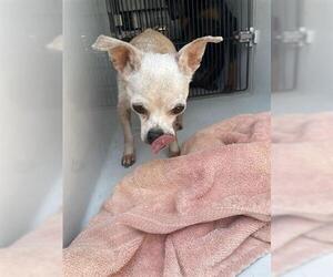 Chihuahua Dogs for adoption in Houston, TX, USA