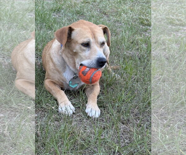 Medium Photo #5 Mountain Cur-Rhodesian Ridgeback Mix Puppy For Sale in Holly Springs, NC, USA