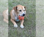 Small #4 Mountain Cur-Rhodesian Ridgeback Mix