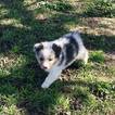 Small Photo #4 Australian Shepherd Puppy For Sale in BERTRAM, TX, USA