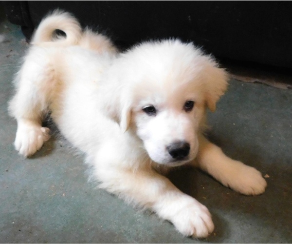 Medium Photo #1 Great Pyrenees Puppy For Sale in PULLMAN, WA, USA
