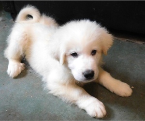 Great Pyrenees Puppy for sale in PULLMAN, WA, USA