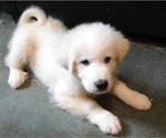 Small Photo #1 Great Pyrenees Puppy For Sale in PULLMAN, WA, USA