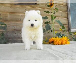 Samoyed Puppy for sale in MADERA, CA, USA