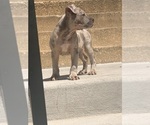 Small #3 American Bully