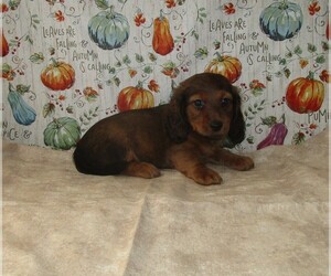 Dachshund Puppy for sale in CHANUTE, KS, USA