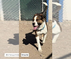 Brownie - Male Boxer-Unknown Mix Dog for Adoption - Photo #5