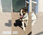 Small #4 Boxer Mix