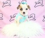 Small Photo #25 Chihuahua Puppy For Sale in LAS VEGAS, NV, USA