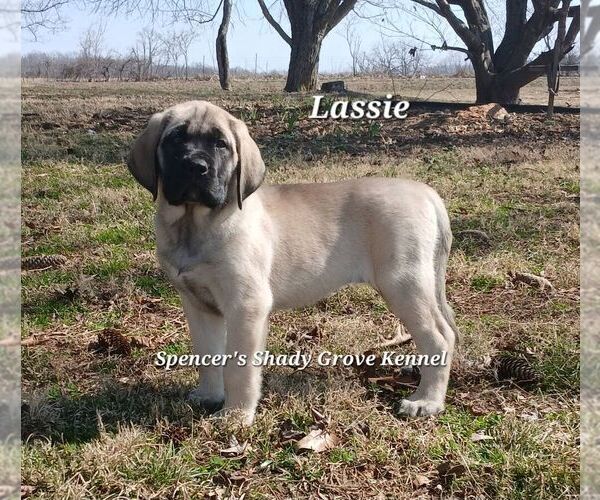 Medium Photo #3 Mastiff Puppy For Sale in CABOOL, MO, USA