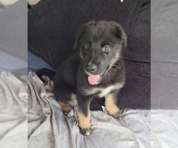 Medium Photo #1 Gerberian Shepsky Puppy For Sale in HOLTON, MI, USA