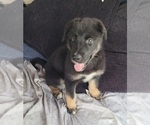 Puppy Shadow Gerberian Shepsky