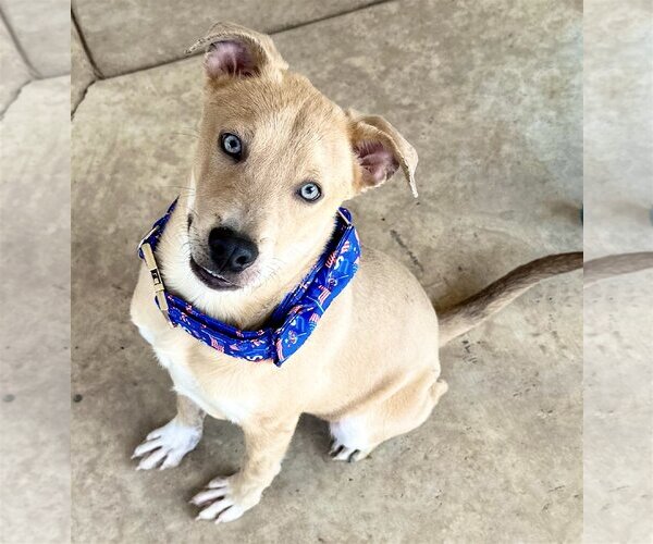 Medium Photo #3 Labrador Retriever-Unknown Mix Puppy For Sale in Phoenix, AZ, USA