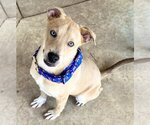 Small #2 Labrador Retriever Mix
