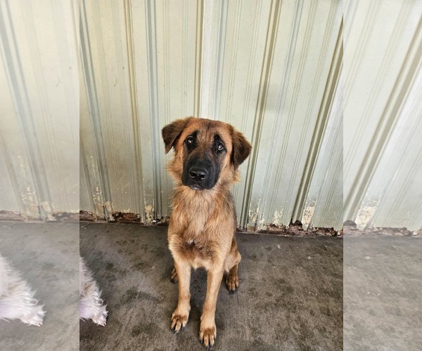 Medium Photo #1 Mutt Puppy For Sale in El Centro, CA, USA