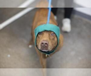Brayden (Brownie) - Female Chow Chow-Unknown Mix Dog for Adoption - Photo #2