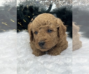 Goldendoodle (Miniature) Puppy for sale in BULLARD, TX, USA