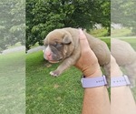 Puppy Puppy 3 American Bully