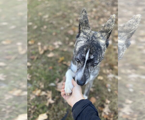 Medium Photo #2 Boxer-Siberian Husky Mix Puppy For Sale in Cumming, GA, USA