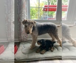Small Photo #7 Airedale Terrier Puppy For Sale in HAMPTON, VA, USA