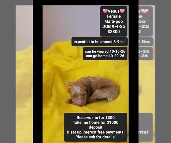 Medium Photo #1 Maltipoo (Toy) Puppy For Sale in TUCSON, AZ, USA