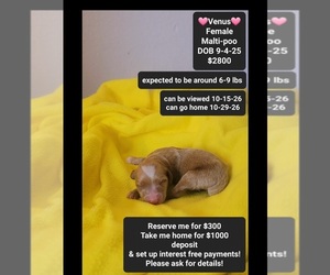 Maltipoo (Toy) Puppy for sale in TUCSON, AZ, USA