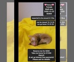 Image preview for Ad Listing. Nickname: Venus
