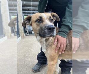 German Shepherd Dog-Unknown Mix Dogs for adoption in Riverside, CA, USA