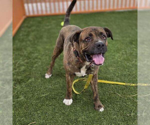 Medium Photo #2 Mutt Puppy For Sale in Las Vegas, NV, USA