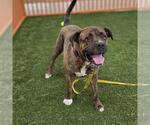 Small #1 Mutt