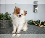 Puppy Ava Pomeranian