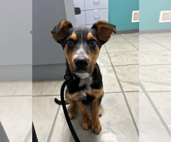 Medium Photo #10 Mutt Puppy For Sale in Highland, IL, USA