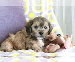Small #17 ShihPoo