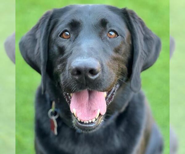 Medium Photo #2 Labrador Retriever Puppy For Sale in San Diego, CA, USA