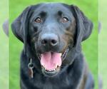 Small #1 Labrador Retriever