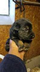 German Shepherd Dog Puppy for sale in REDFORD, MI, USA