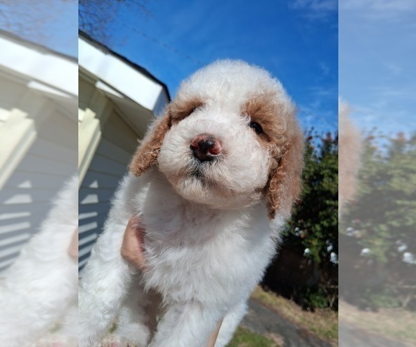 Medium Photo #32 Goldendoodle (Miniature) Puppy For Sale in GASTONIA, NC, USA
