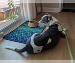 Small #5 American Pit Bull Terrier Mix