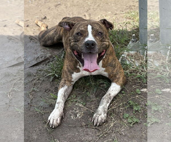 Medium Photo #2 Mutt Puppy For Sale in Virginia Beach, VA, USA