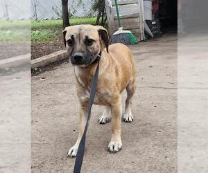 Mutt Dogs for adoption in San Antonio, TX, USA