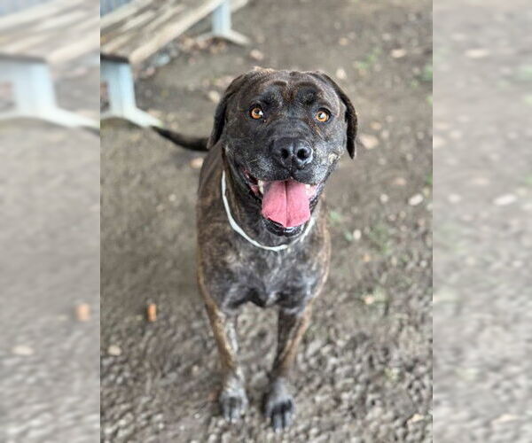 Medium Photo #2 Rottweiler-Unknown Mix Puppy For Sale in Riverside, CA, USA