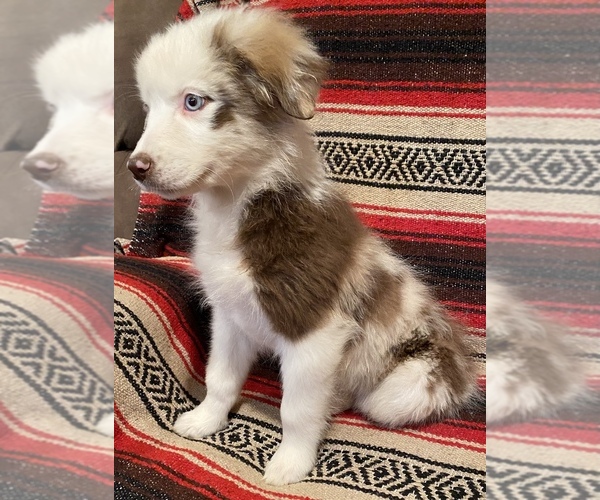 Medium Photo #8 Australian Shepherd Puppy For Sale in WEST PLAINS, MO, USA