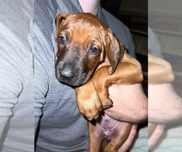 Medium Photo #10 Rhodesian Ridgeback Puppy For Sale in MURFREESBORO, TN, USA