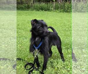 Mutt Dogs for adoption in Rochester, NY, USA